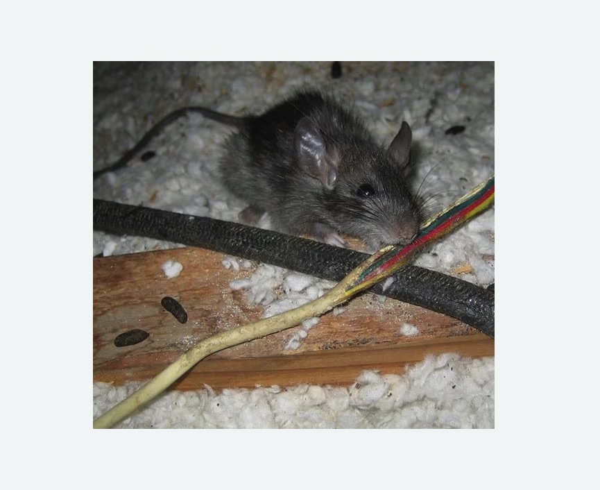 мыши грызут провода в Новосиле