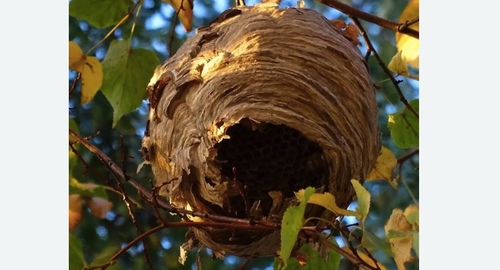 Уничтожение шершней в Новосиле