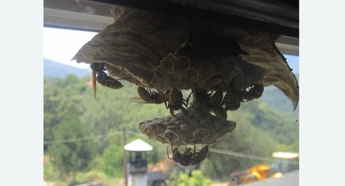 Уничтожение гнёзд шершней в Новосиле