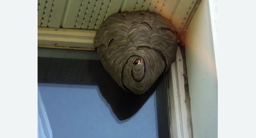 Уничтожение ос в Новосиле