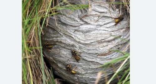 Уничтожение ос и ульев в Новосиле