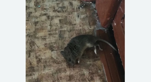 Дезинфекция от мышей в Новосиле