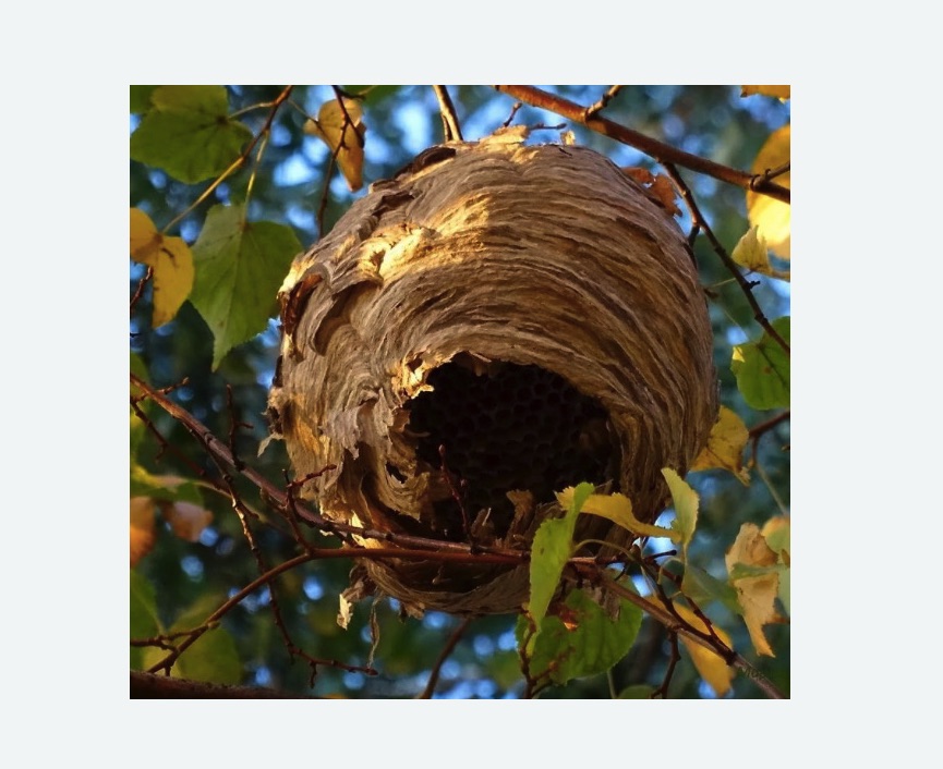 Обработка от шершней в Новосиле