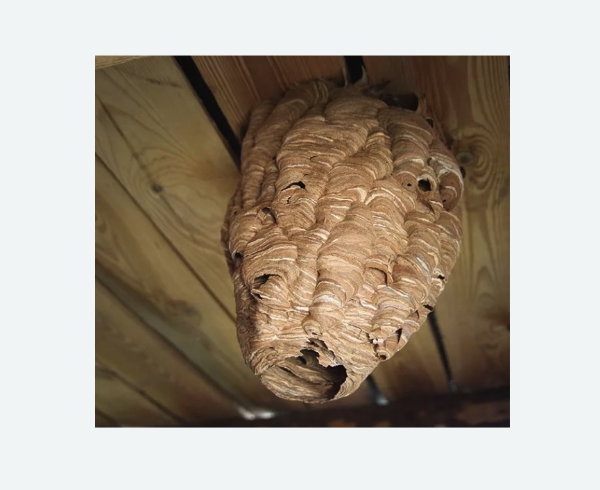 обработка от шершней в Новосиле