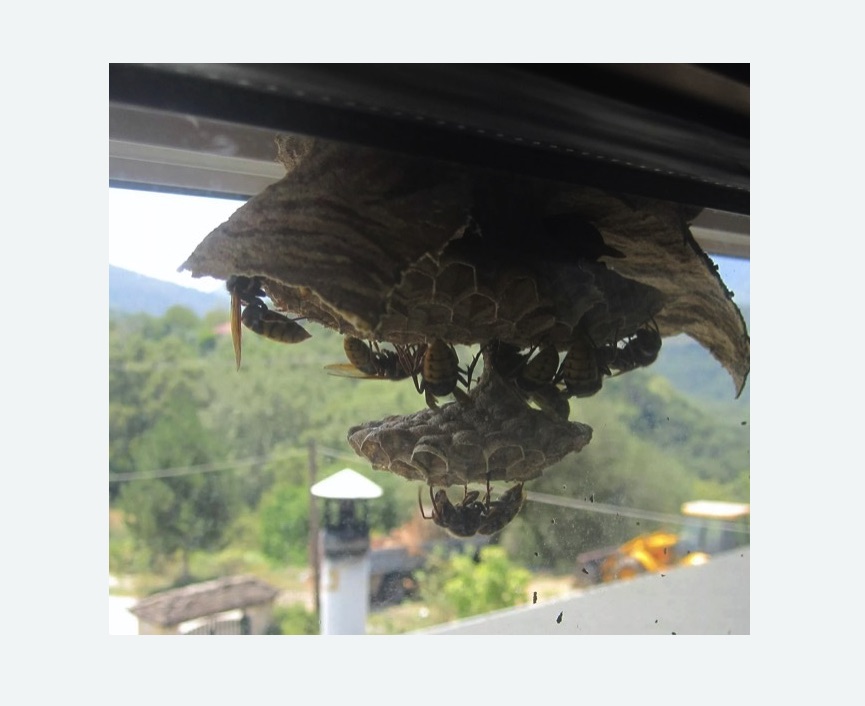 Уничтожение гнёзд шершней в Новосиле