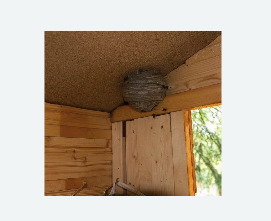 Обработка от ос в Новосиле Обработка от ос