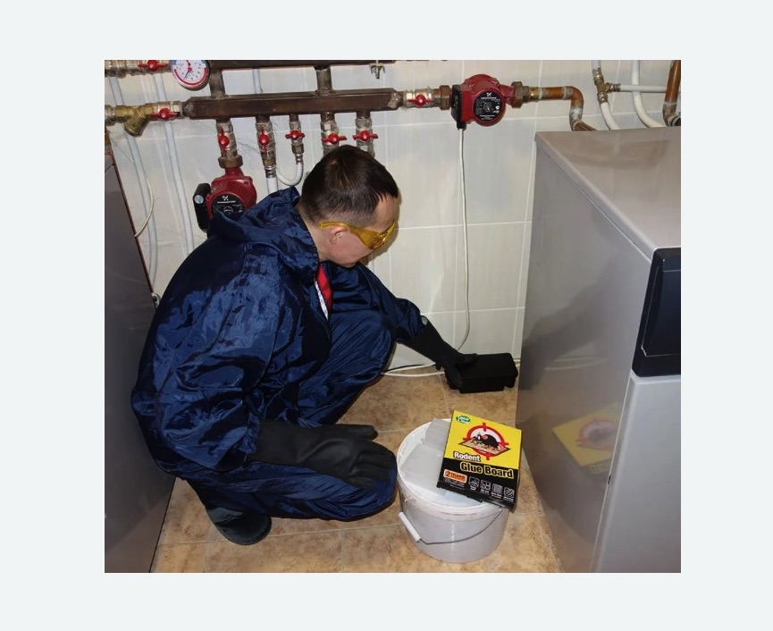 Уничтожение крыс в Новосиле