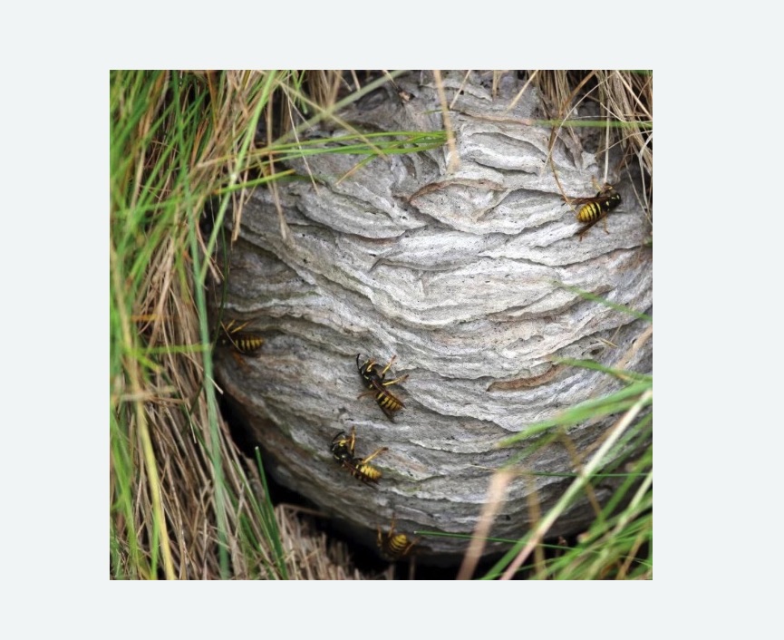 Уничтожение ос и ульев Уничтожение ос и ульев в Новосиле